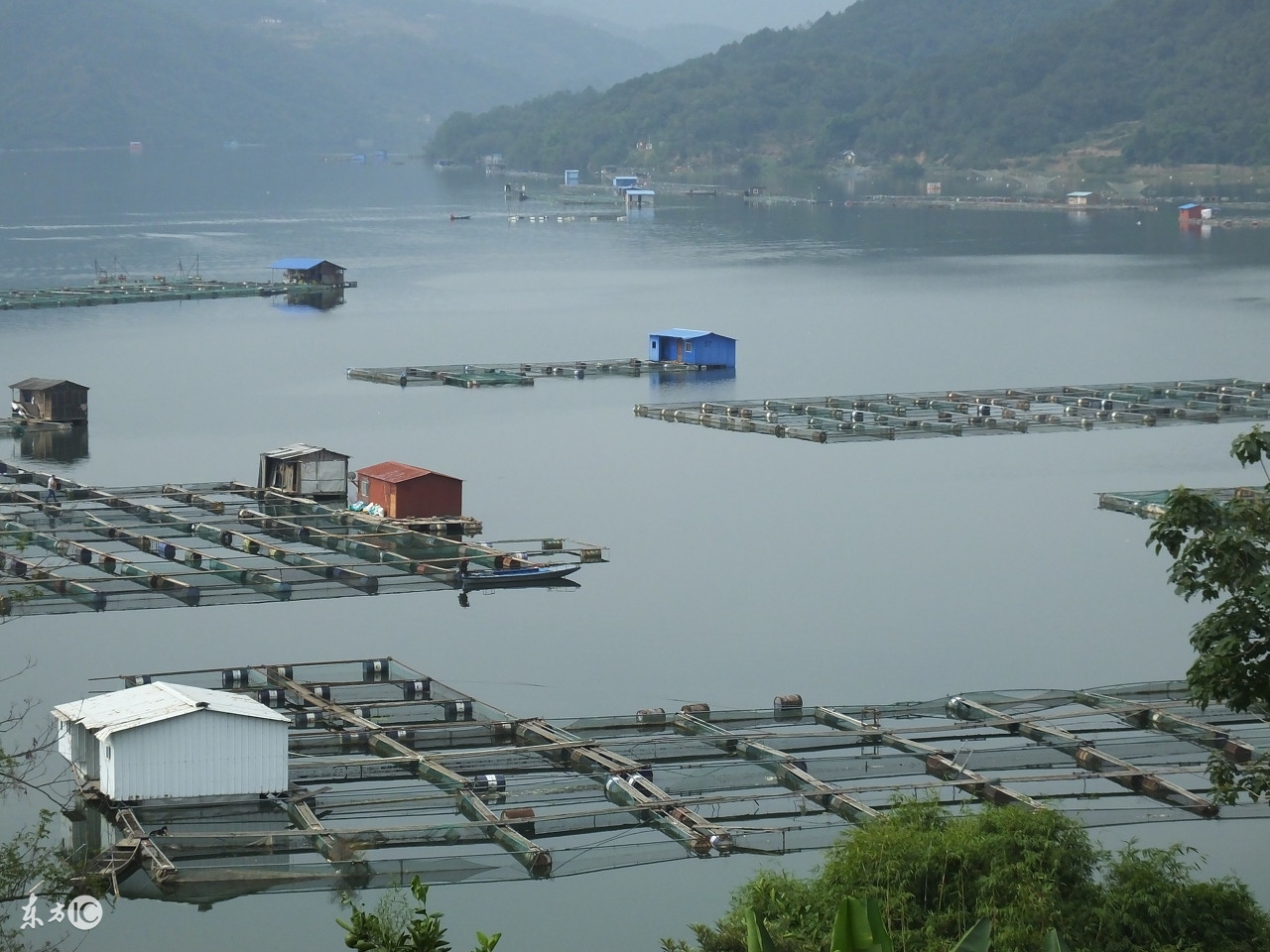 养殖水产身价几十亿,网箱水产养殖的好处和坏处