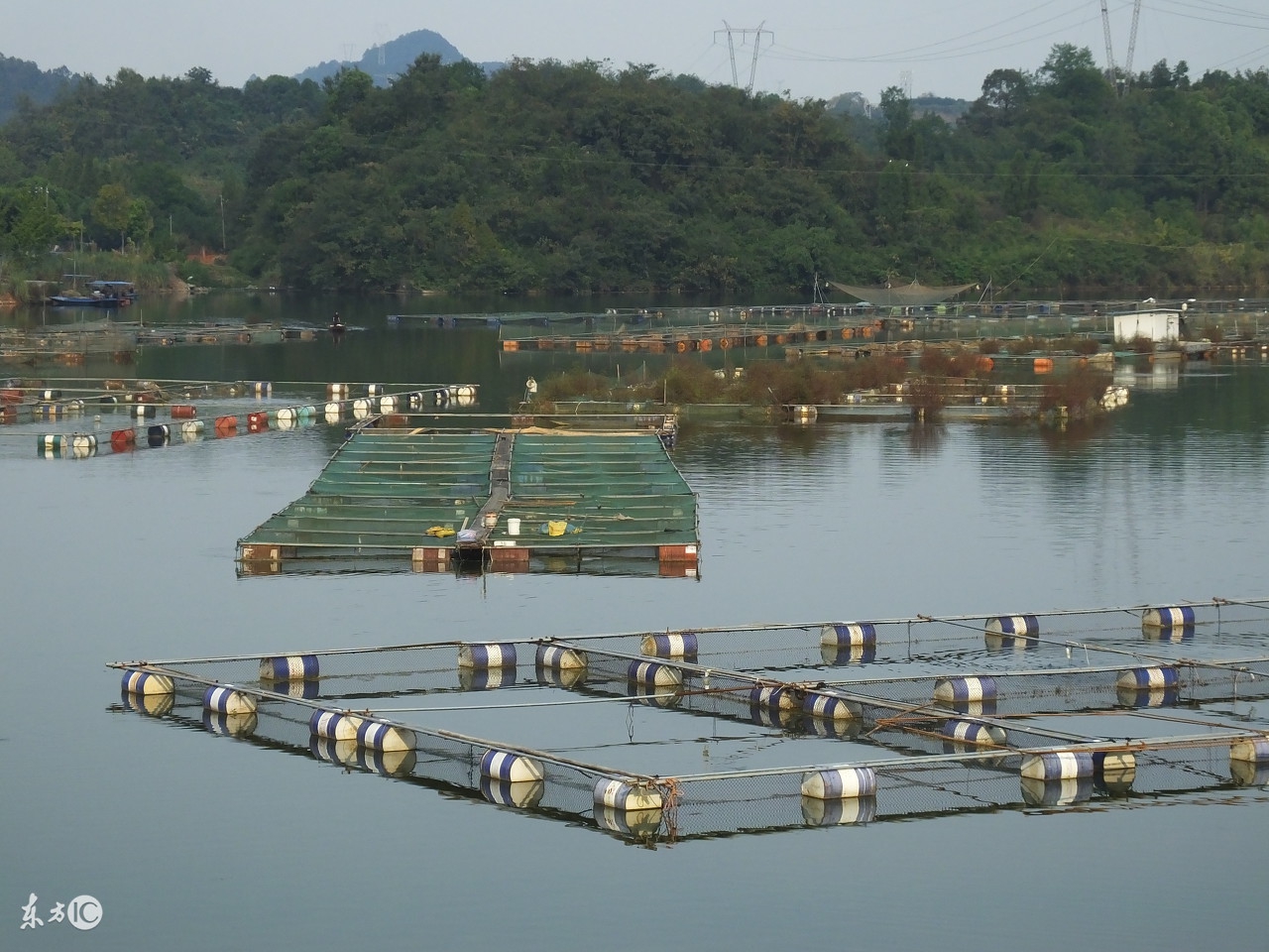 养殖水产身价几十亿,网箱水产养殖的好处和坏处