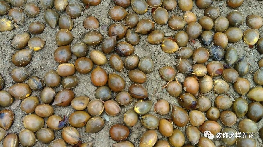 不用种子种的小盆栽简单教程,简单种子盆栽