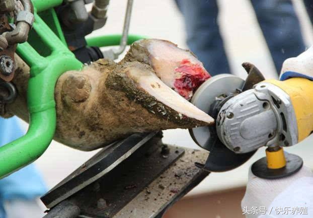 肉牛育肥后期瘸腿怎么治,肉牛跛行的病因分析防治措施