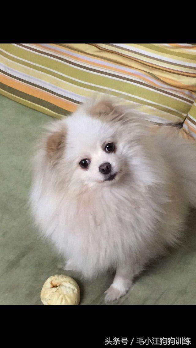 怎样治博美歪头,歪脖可不可以矫正