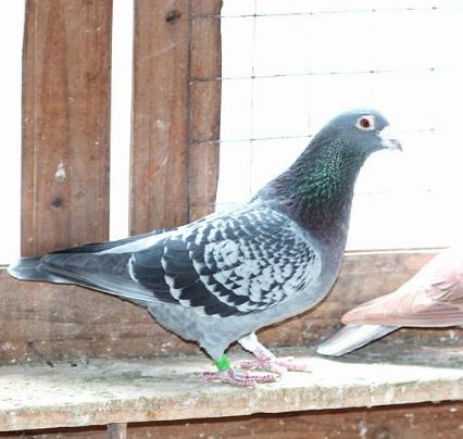 赛鸽的价格是如何制定的？