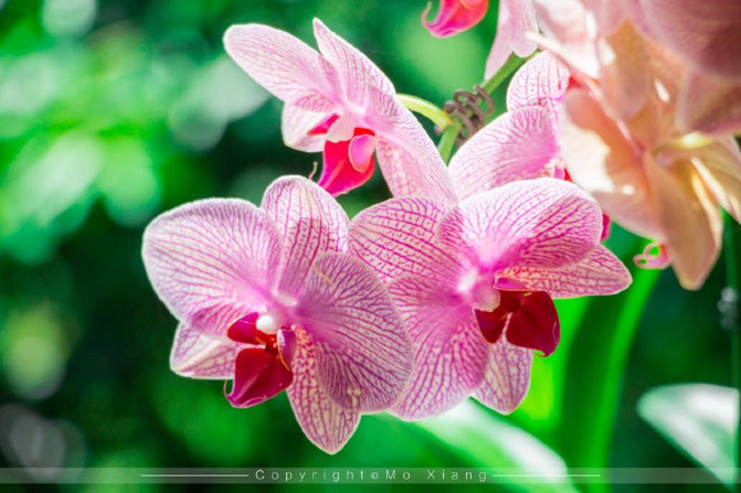 浪漫三亚视频,碧海蓝天椰风海韵浪漫三亚