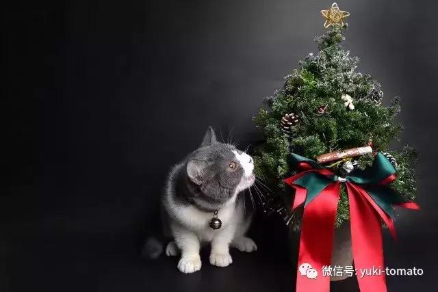 当我们探讨时我们在讨论什么,当我们谈论喝茶时我们在谈论什么