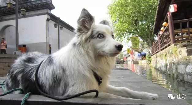 怎样挑选一只好的边牧犬,如何挑选边牧幼犬品相好