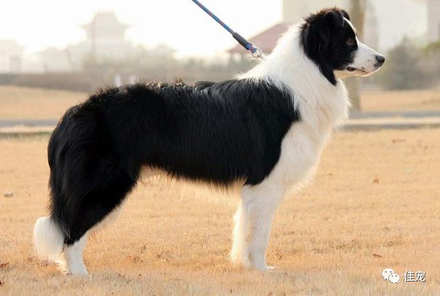 怎样挑选一只好的边牧犬,如何挑选边牧幼犬品相好