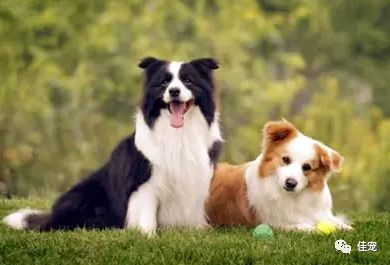 怎样挑选一只好的边牧犬,如何挑选边牧幼犬品相好