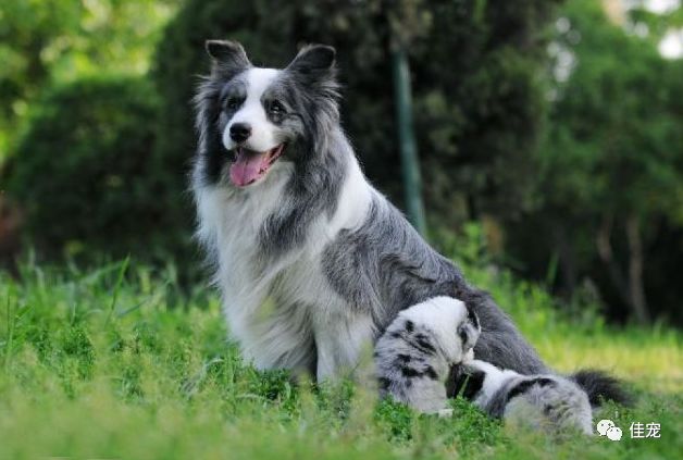 怎样挑选一只好的边牧犬,如何挑选边牧幼犬品相好