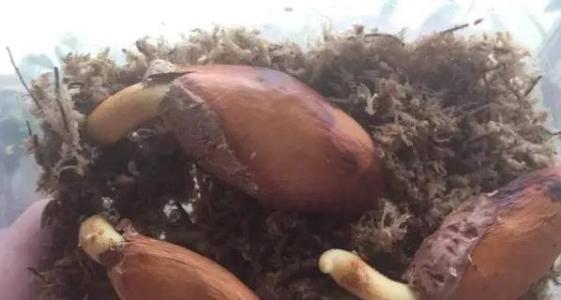 榴莲种花盆里,榴莲籽种成小盆栽只需五步