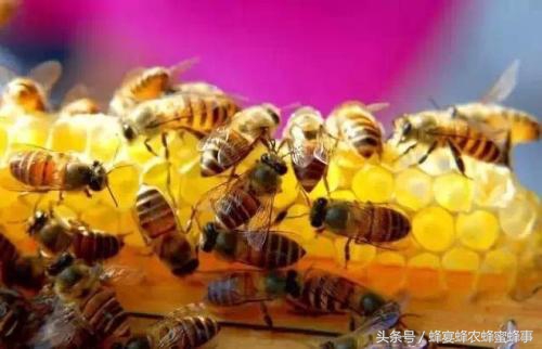 椴树蜜的作用和用途,椴树蜜具有什么作用