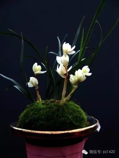 兰花最名贵的品种多少钱一株,最便宜的兰花多少钱一株啊