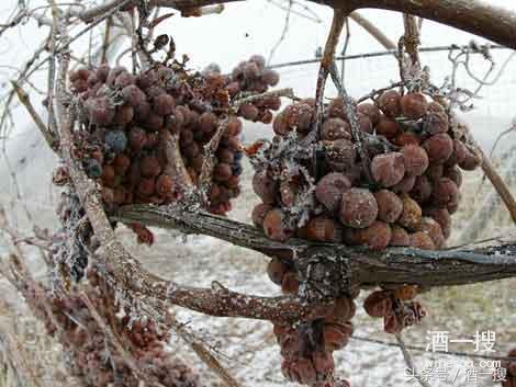 浅谈酒知识,冰酒品酒知识讲解