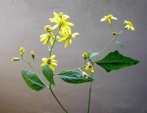 明目祛翳的中药材,认识中药材视频