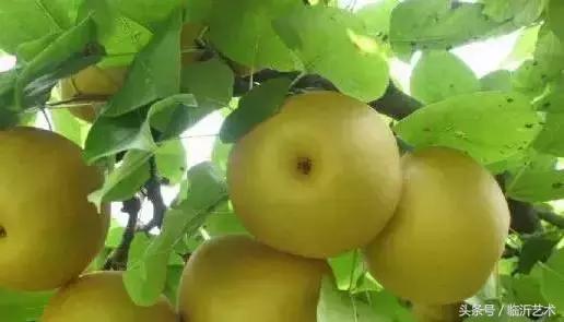 临沂景色有多美,临沂的独特风光