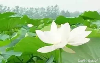 临沂景色有多美,临沂的独特风光