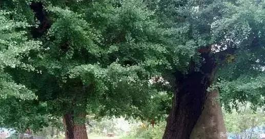 临沂景色有多美,临沂的独特风光