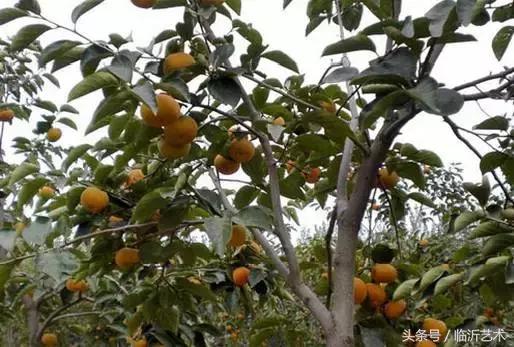 临沂景色有多美,临沂的独特风光