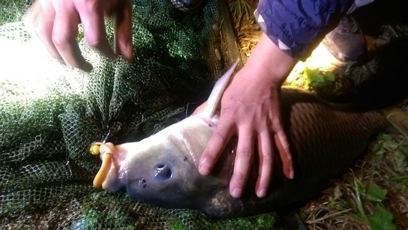 为什么野钓要调钝,钓鱼如何调钝和调灵