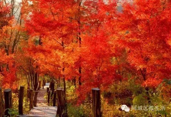 阿城现在的生活,阿城现在如何