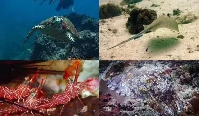 酷潜潜水普吉岛,普吉岛潜水不会游泳可以潜吗