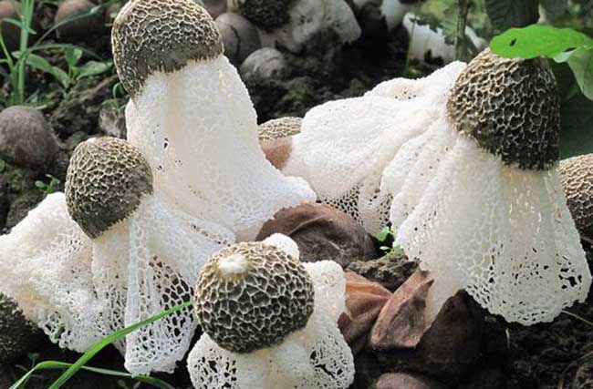 又是一年中最好的进补时节,竹荪最滋补吃法