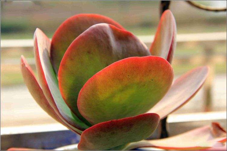 划划手机养养眼，让多肉美拍缓解你的疲劳，静下来明天再出发！