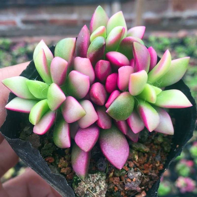 划划手机养养眼，让多肉美拍缓解你的疲劳，静下来明天再出发！