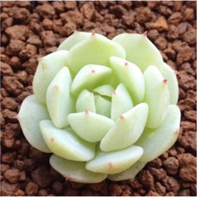 划划手机养养眼，让多肉美拍缓解你的疲劳，静下来明天再出发！