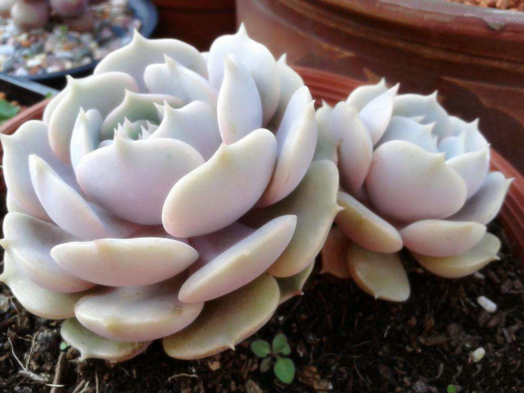 划划手机养养眼，让多肉美拍缓解你的疲劳，静下来明天再出发！