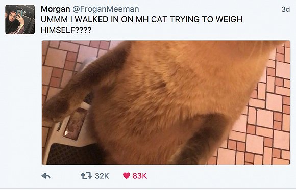 现在的猫都学成精了,这年头连猫都成精了