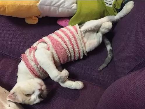 治疗猫癣过程注意什么,猫咪预防猫癣用什么药比较好