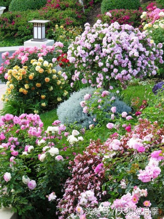 我遇到人生最大的坎坷我该怎么办,种花遇到的问题