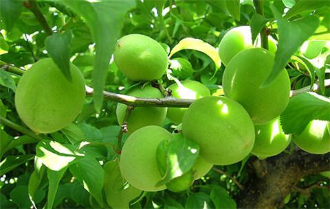 乌梅西梅话梅青梅区别,青梅话梅乌梅酸梅是一种水果吗