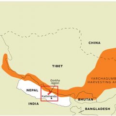 冬虫夏草里面的虫的悲惨,冬虫夏草神话破灭