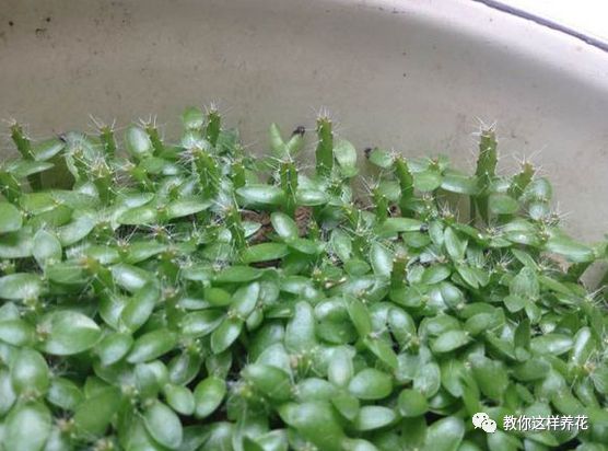 不用种子种的小盆栽简单教程,简单种子盆栽