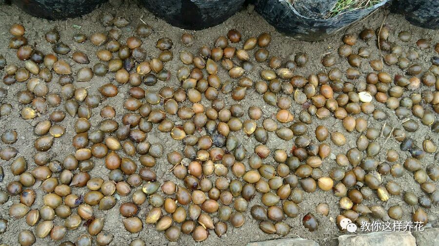 不用种子种的小盆栽简单教程,简单种子盆栽