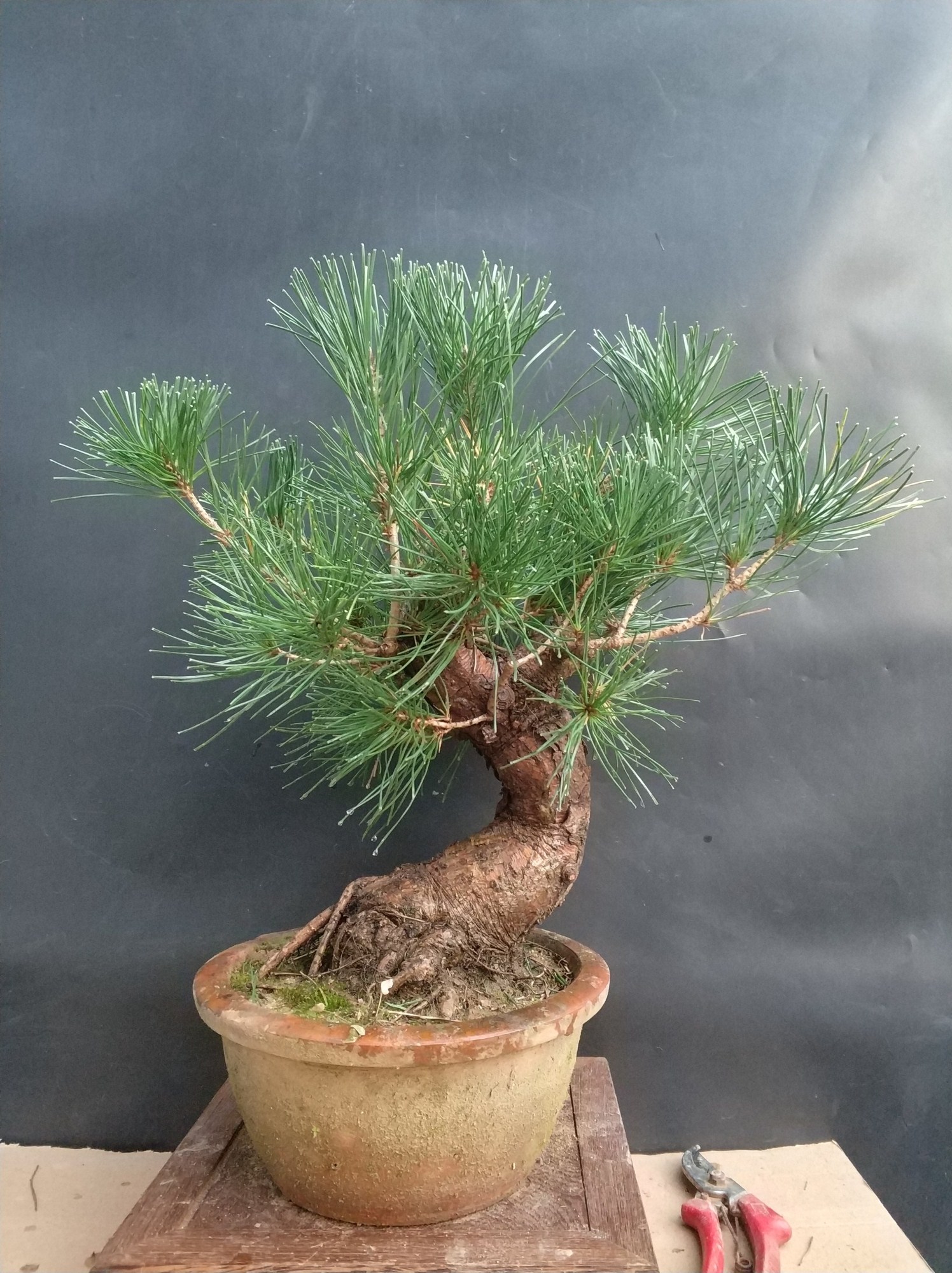 黑松小品好养吗 (小品黑松精品图片)