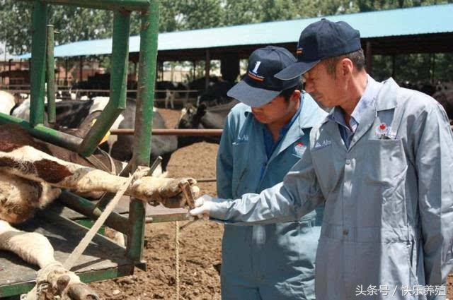 肉牛育肥后期瘸腿怎么治,肉牛跛行的病因分析防治措施