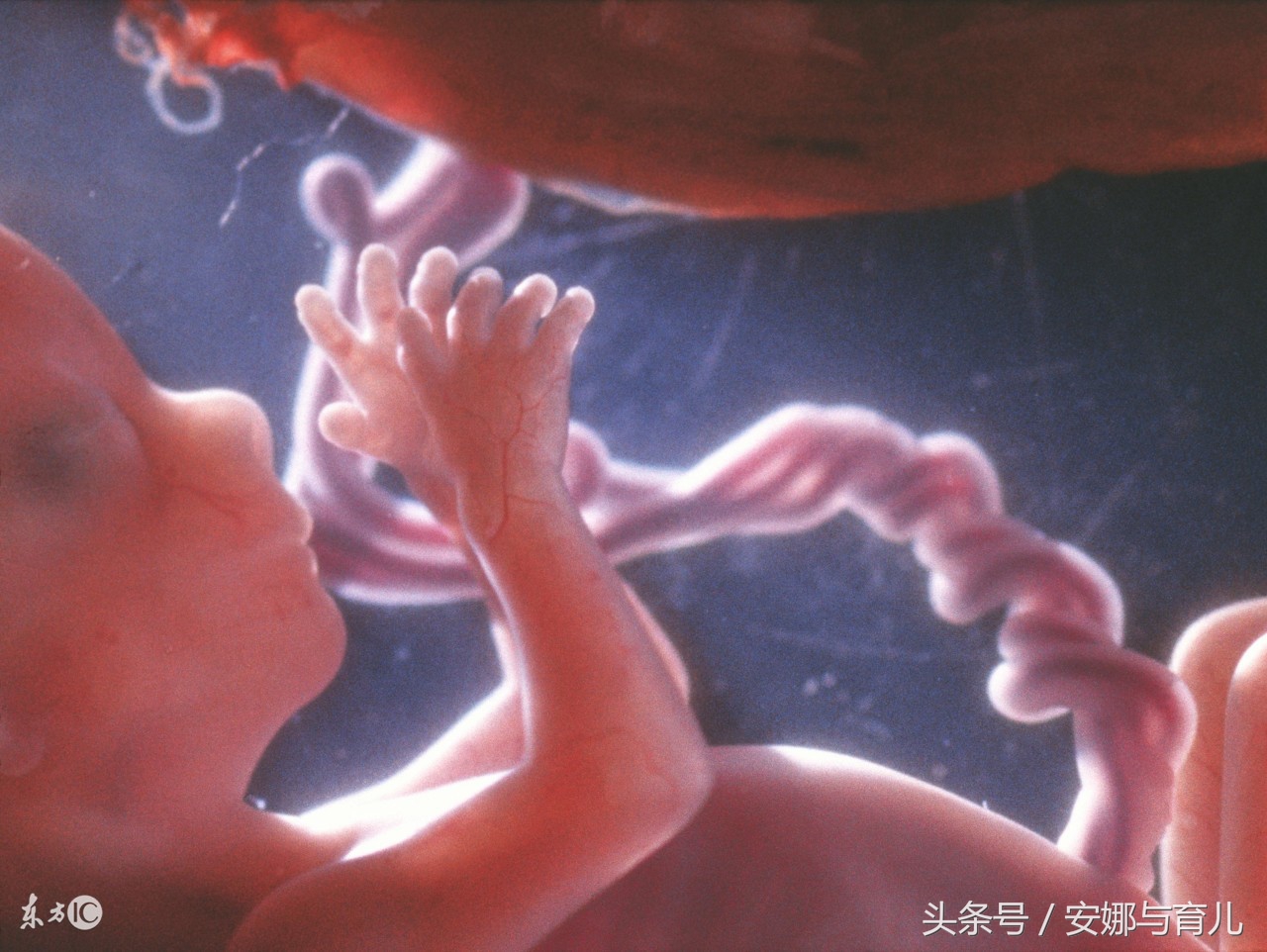 孕妇如何防止脐带缠绕宝宝,怀孕胎儿脐带缠着会有什么表现