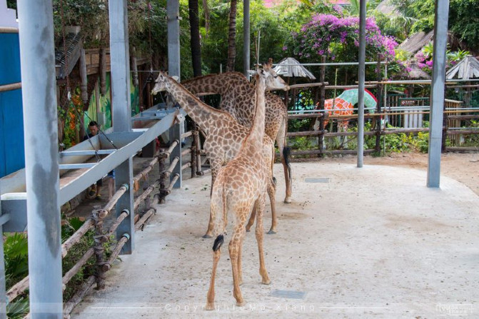 浪漫三亚视频,碧海蓝天椰风海韵浪漫三亚