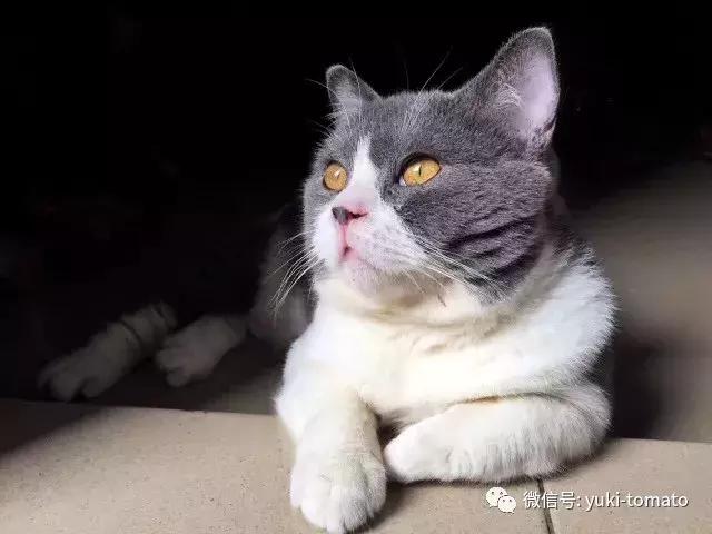 当我们探讨时我们在讨论什么,当我们谈论喝茶时我们在谈论什么