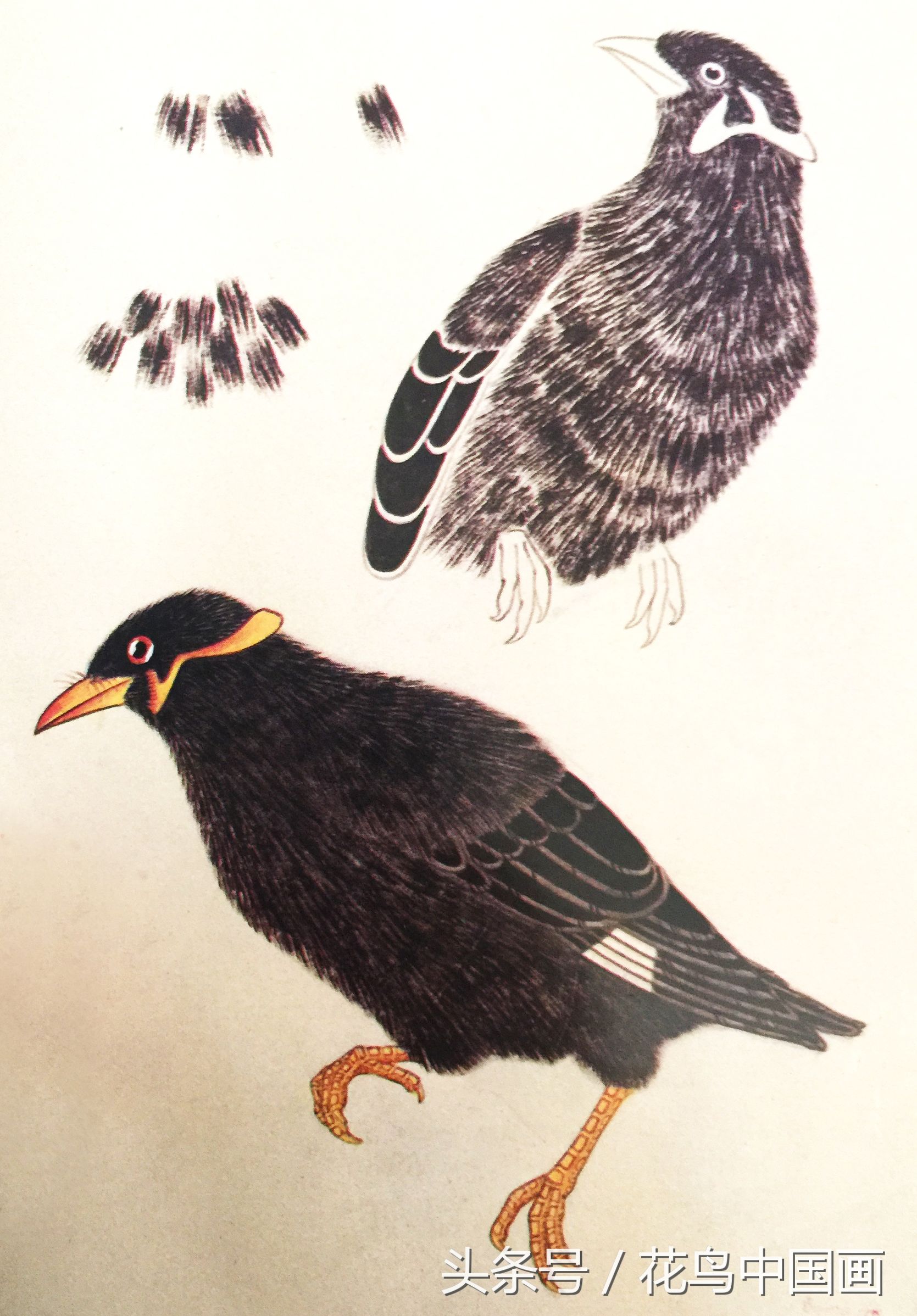 工笔国画白鸟的画法,写意花鸟羽毛技法