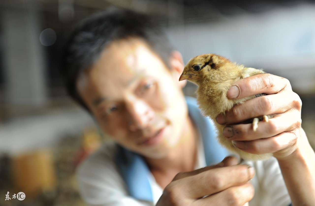 养鸡怎么让鸡产蛋多,鸡雏卵黄吸收不好怎么办