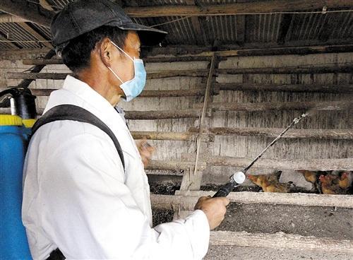 养鸡怎么让鸡产蛋多,鸡雏卵黄吸收不好怎么办