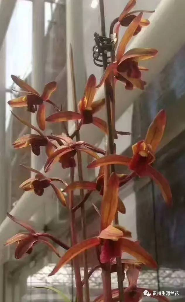 兰花最名贵的品种多少钱一株,最便宜的兰花多少钱一株啊