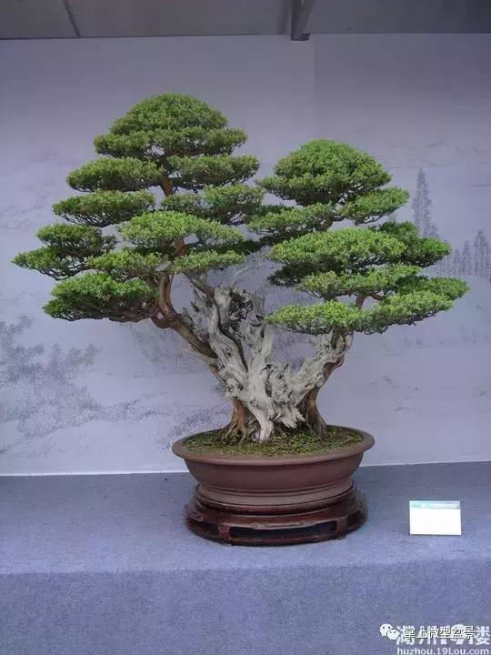 盆景知识与制作图片高清,盆景三枝定位法图解