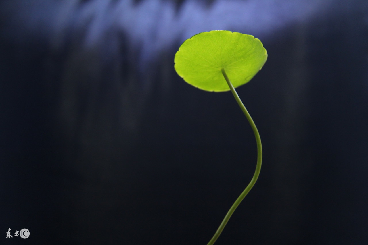 一言一语一心一意,一言一语一段情