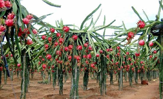 孕期一定要吃的8种水果,孕期缓解便秘水果