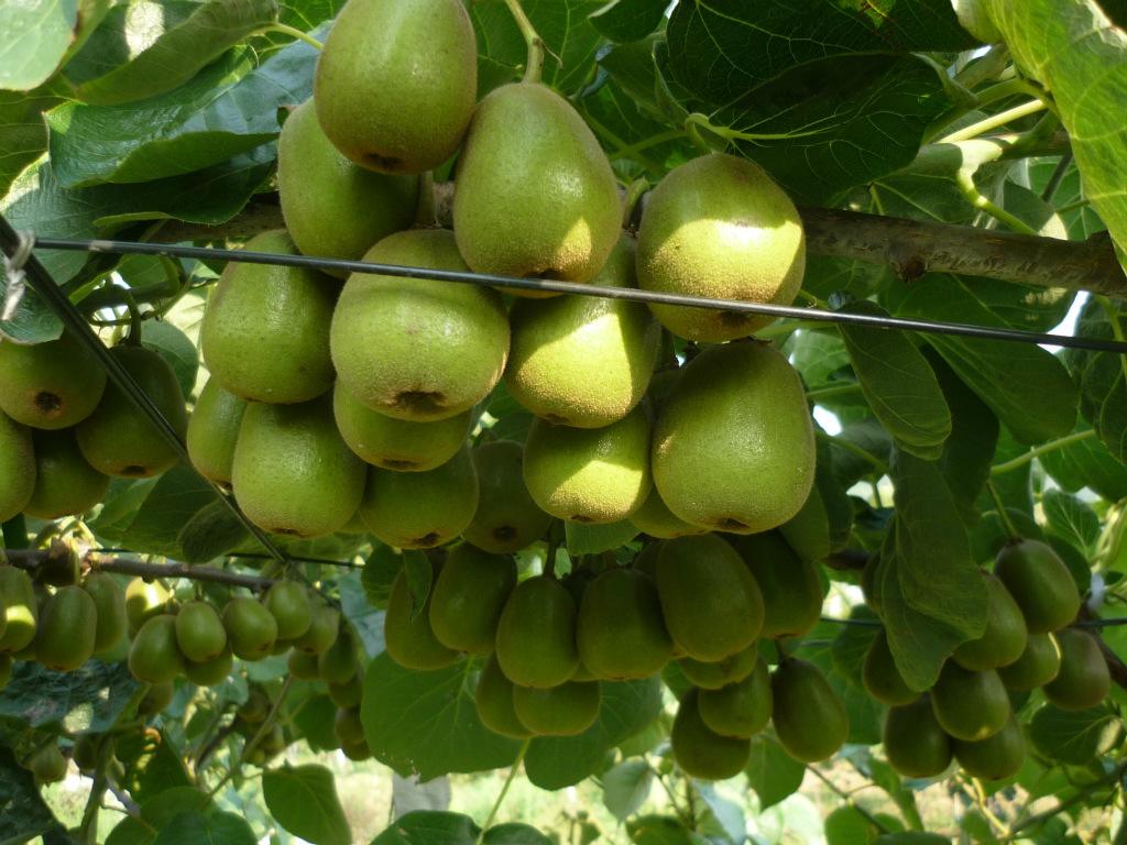 孕期一定要吃的8种水果,孕期缓解便秘水果