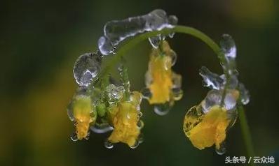 早春油菜田间管理技术要点及近期加强防范油菜冻害！